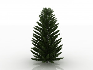island pine Modelo 3D