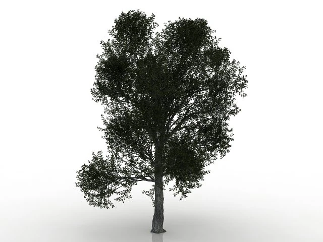 turkish oak 3D Model .c4d .max .obj .3ds .fbx .stl .blend 