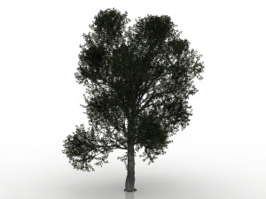 turkish oak 3D Model