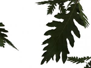 turkish oak 3D Model