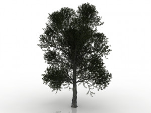 turkish oak 3Dモデル