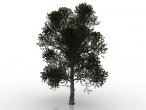 turkish oak 3D Model
