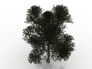turkish oak 3Dモデル