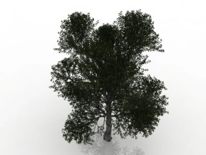 turkish oak 3D Model