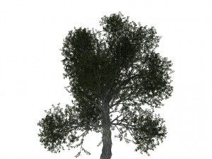 turkish oak 3Dモデル