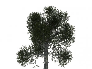 turkish oak 3D Model