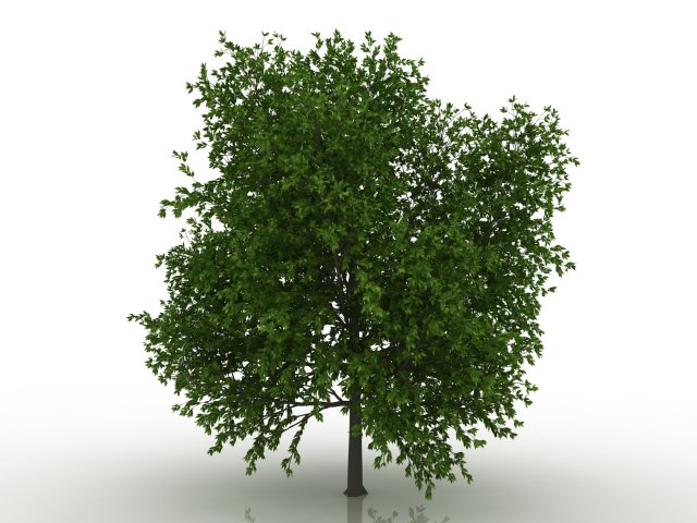 hornbeam tree Modèle 3D .c4d .max .obj .3ds .fbx .stl .blend 