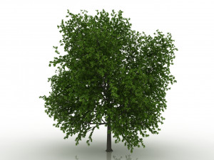 hornbeam tree 3D Model