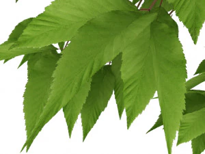 hornbeam tree 3D Model