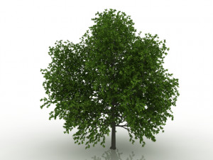 hornbeam tree Modèle 3D