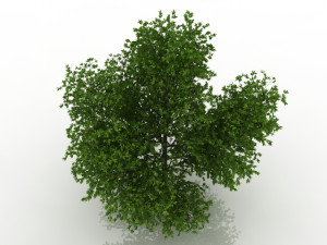 hornbeam tree Modèle 3D