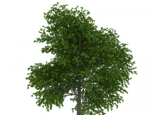 hornbeam tree Modèle 3D