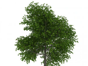 hornbeam tree 3D Model