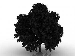 hornbeam tree Modèle 3D