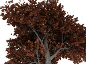 maple tree 3D Model