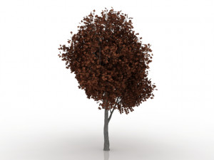 maple tree 3D Model