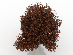 maple tree 3D Model