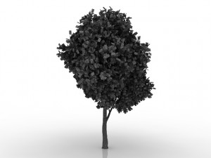 maple tree 3D Model