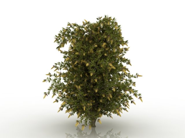 willow bottlebrush 3D Model .c4d .max .obj .3ds .fbx .stl .blend 