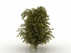 willow bottlebrush 3D Model