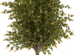 willow bottlebrush 3D Model