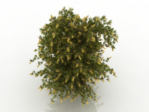 willow bottlebrush 3D Model