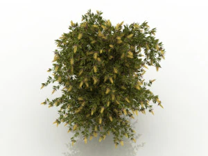 willow bottlebrush 3D Model