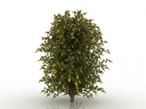 willow bottlebrush 3D Model