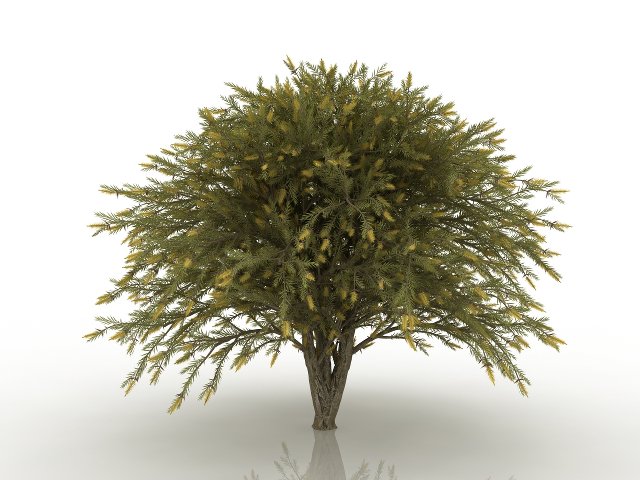 willow bottlebrush 3D Model .c4d .max .obj .3ds .fbx .stl .blend 