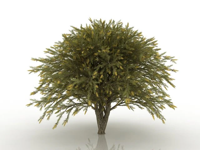 willow bottlebrush 3D Model .c4d .max .obj .3ds .fbx .stl .blend 
