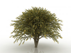 willow bottlebrush 3D Модель