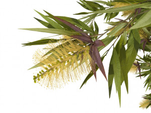 willow bottlebrush 3D Model