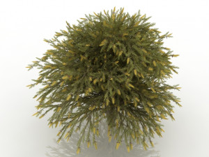 willow bottlebrush 3D Model