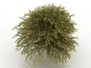 willow bottlebrush 3D Model