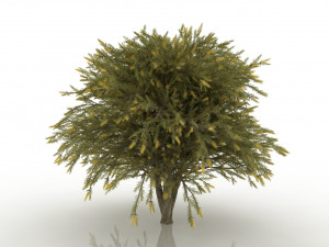 willow bottlebrush 3D Model