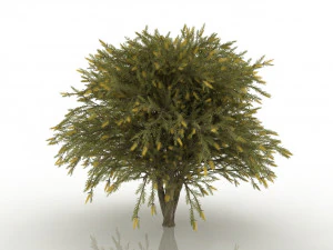 willow bottlebrush 3D Model