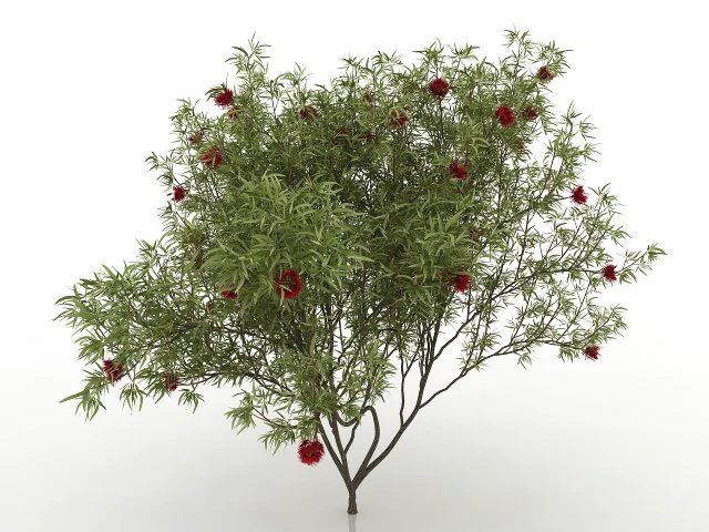 eucalyptus tree 3D Model .c4d .max .obj .3ds .fbx .stl .blend 