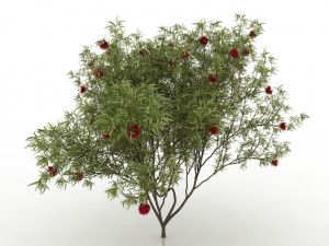 eucalyptus tree Modèle 3D