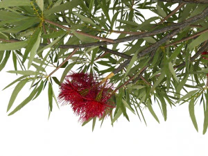 eucalyptus tree 3D Model