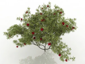 eucalyptus tree 3D Model