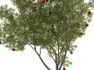 eucalyptus tree 3D 모델