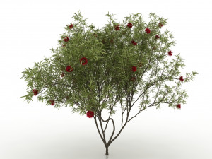 eucalyptus tree 3D 모델