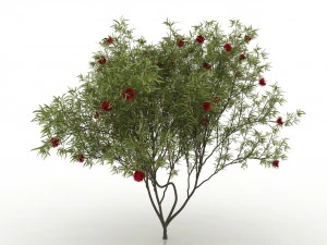 eucalyptus tree 3D Model