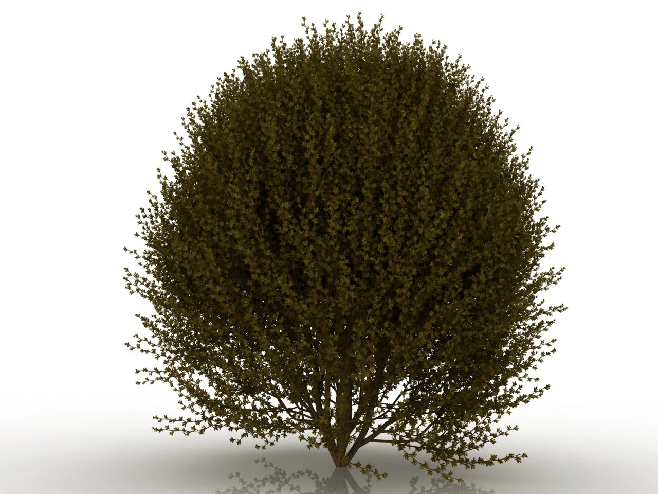 forsythia 3D Model .c4d .max .obj .3ds .fbx .stl .blend 