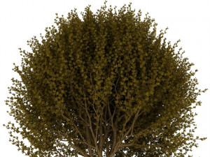 forsythia 3D-Modell