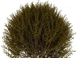 forsythia 3D Model