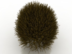 forsythia 3D-Modell