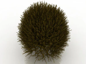 forsythia 3D Model
