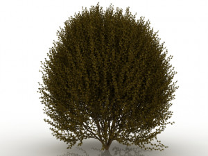 forsythia 3D-Modell