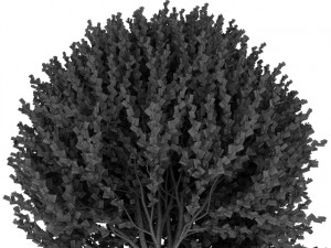 forsythia 3D-Modell